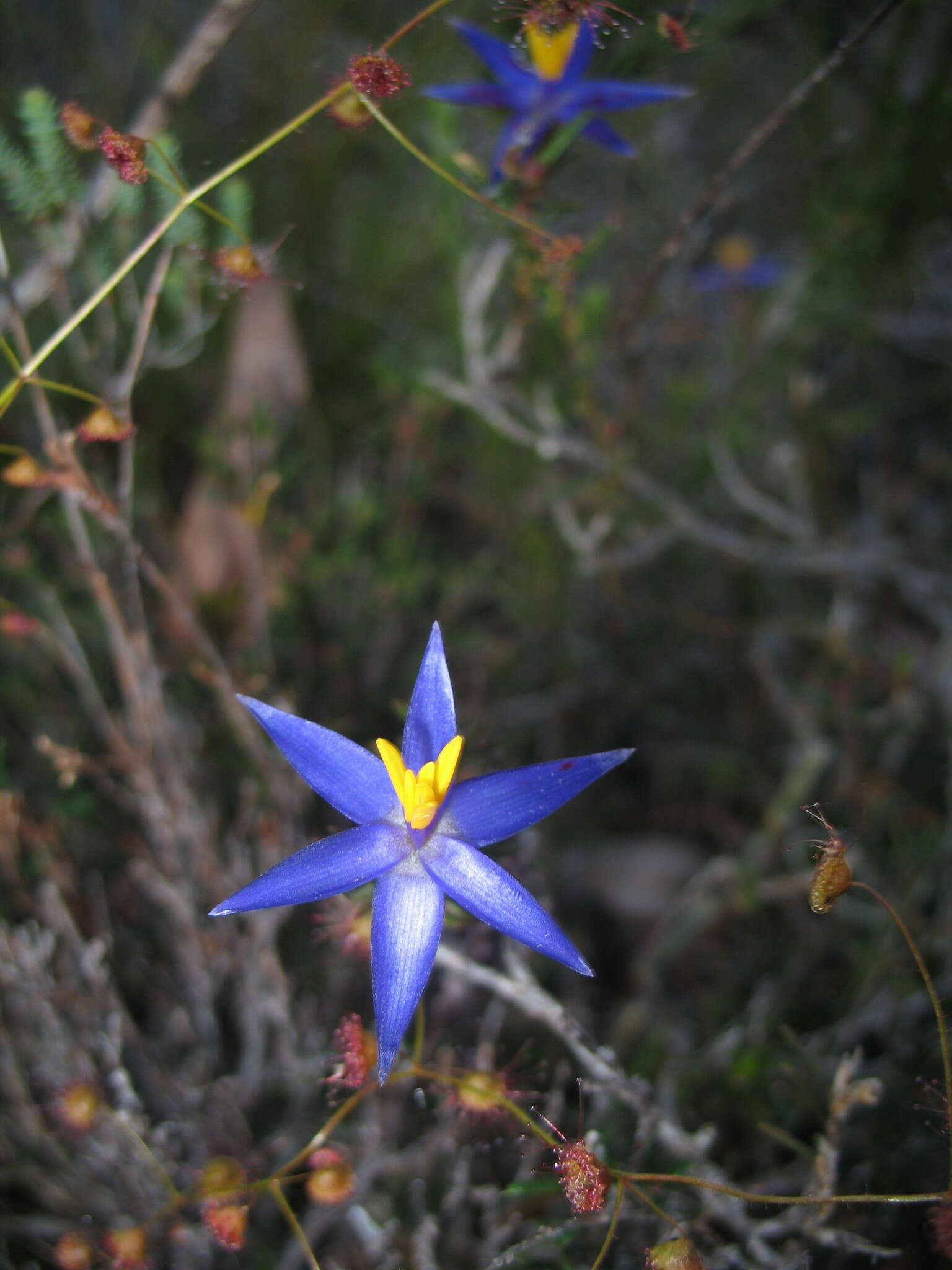 Calectasia grandiflora Preiss的圖片