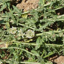 Image of Lepidium navasii (Pau) Al-Shehbaz