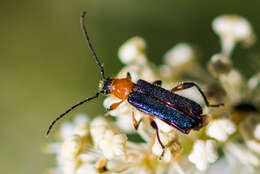 Sivun Callimus (Lampropterus) cyanipennis (Le Conte 1873) kuva