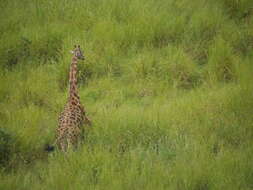 Image of Kordofan giraffe