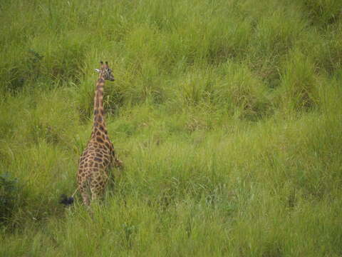 Image of Kordofan giraffe