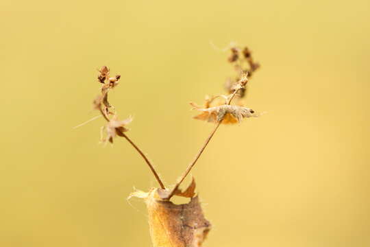 Image of Alchemilla breviloba H. Lindb.