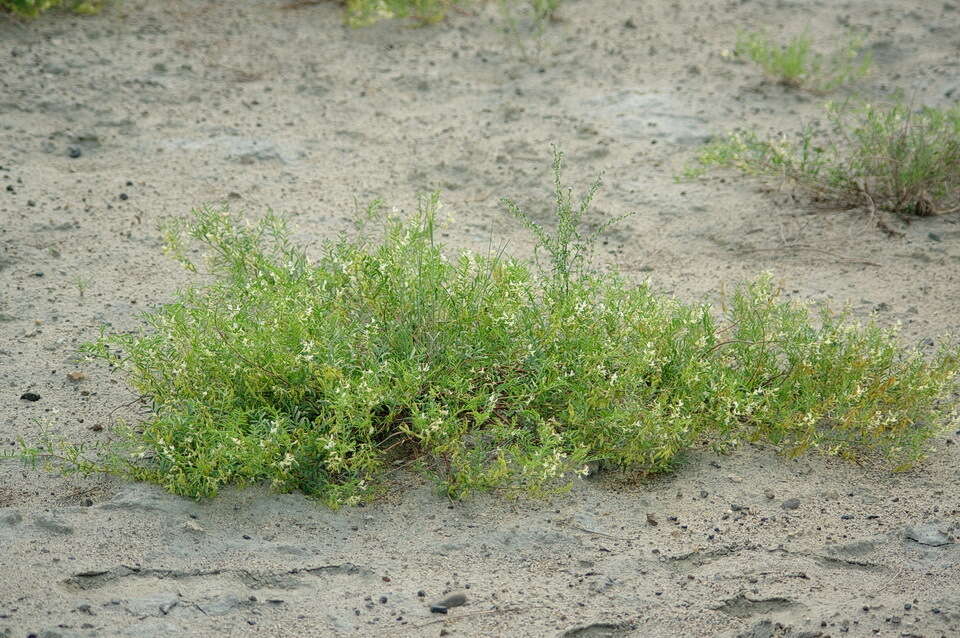 Image of looseflower milkvetch