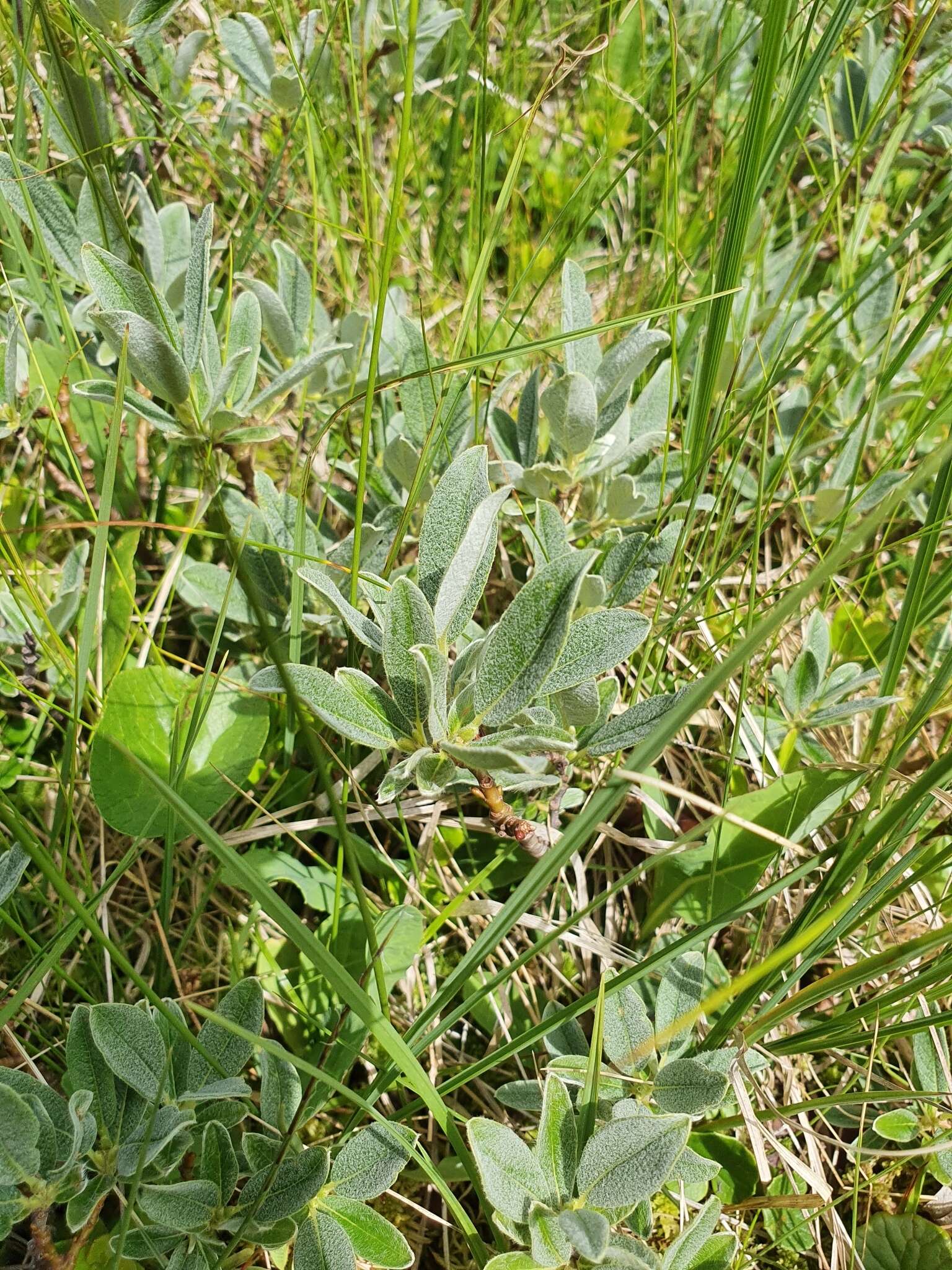 Image de Saule de Suisse