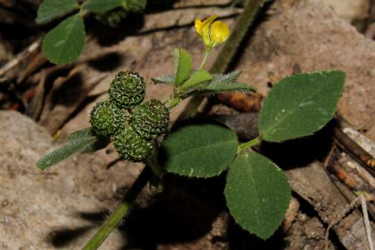 Image of southern medick