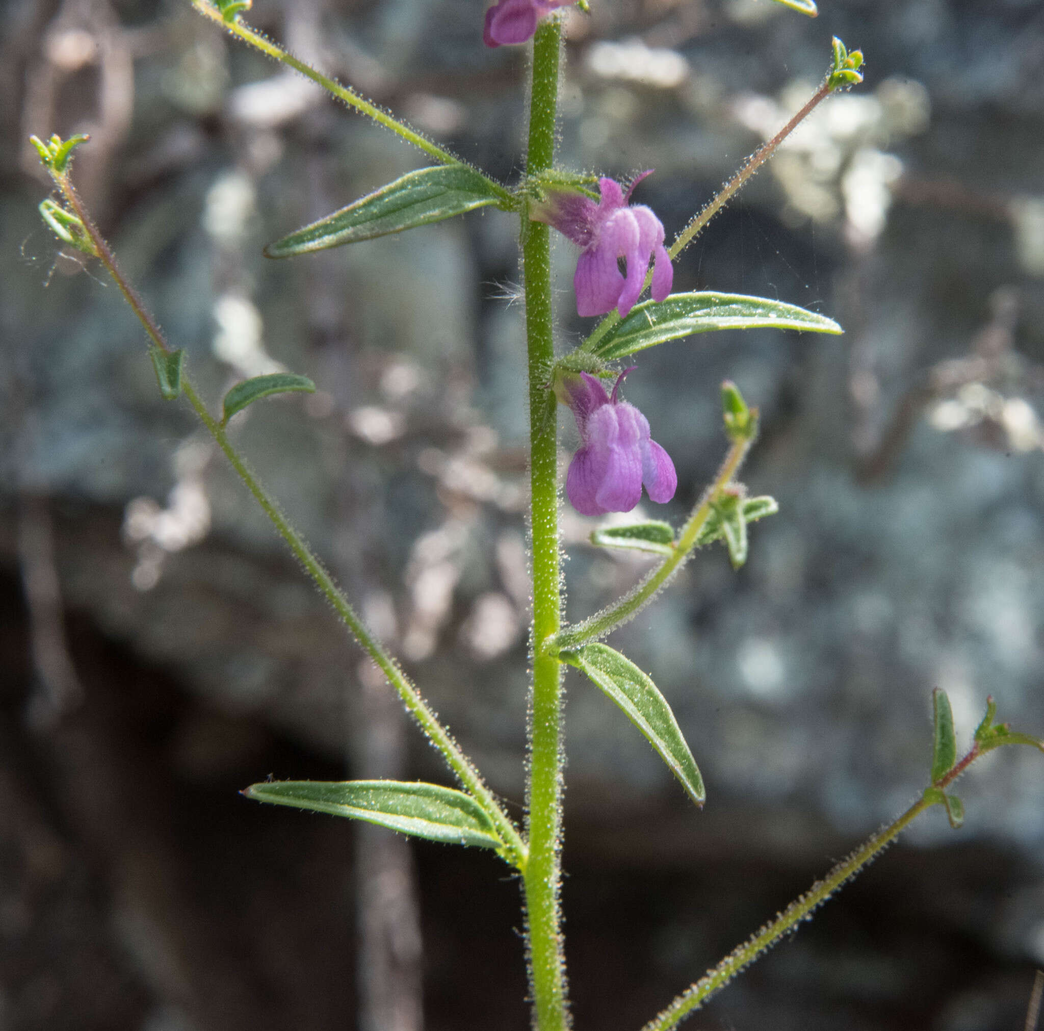 Image of Brewer's snapdragon