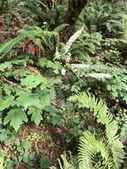 Image of Actaea elata var. elata