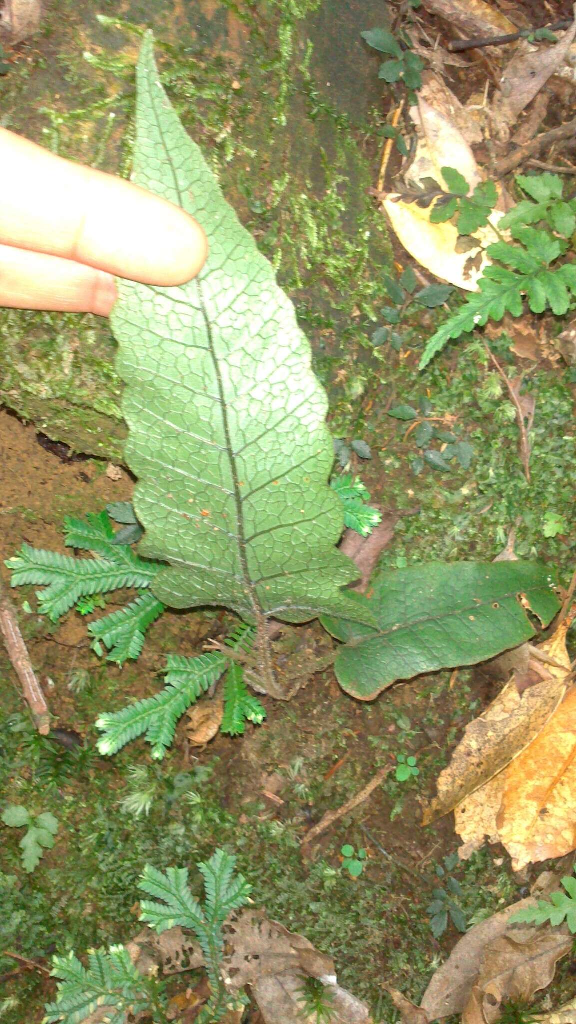 Image of Stegnogramma wilfordii (Hook.) Seriz.