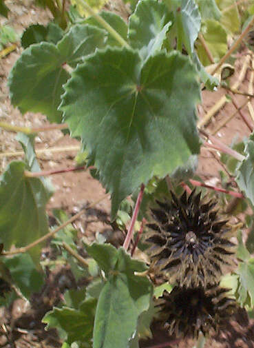 Image of Abutilon grandiflorum G. Don