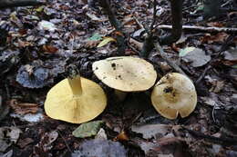 Image of Tricholoma frondosae Kalamees & Shchukin 2001