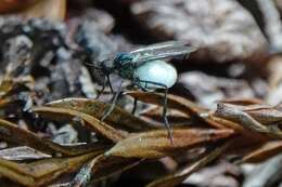 Image of Empis geneatis (Melander 1902)