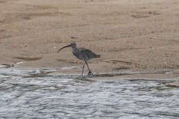 Image of Eastern Curlew