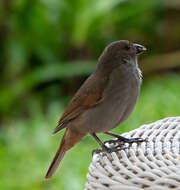 Image of Barbados Bullfinch