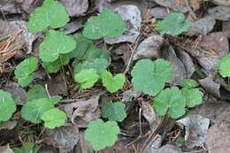 Image of naked miterwort