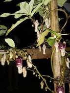 Image of Aristolochia howii Merr. & Chun