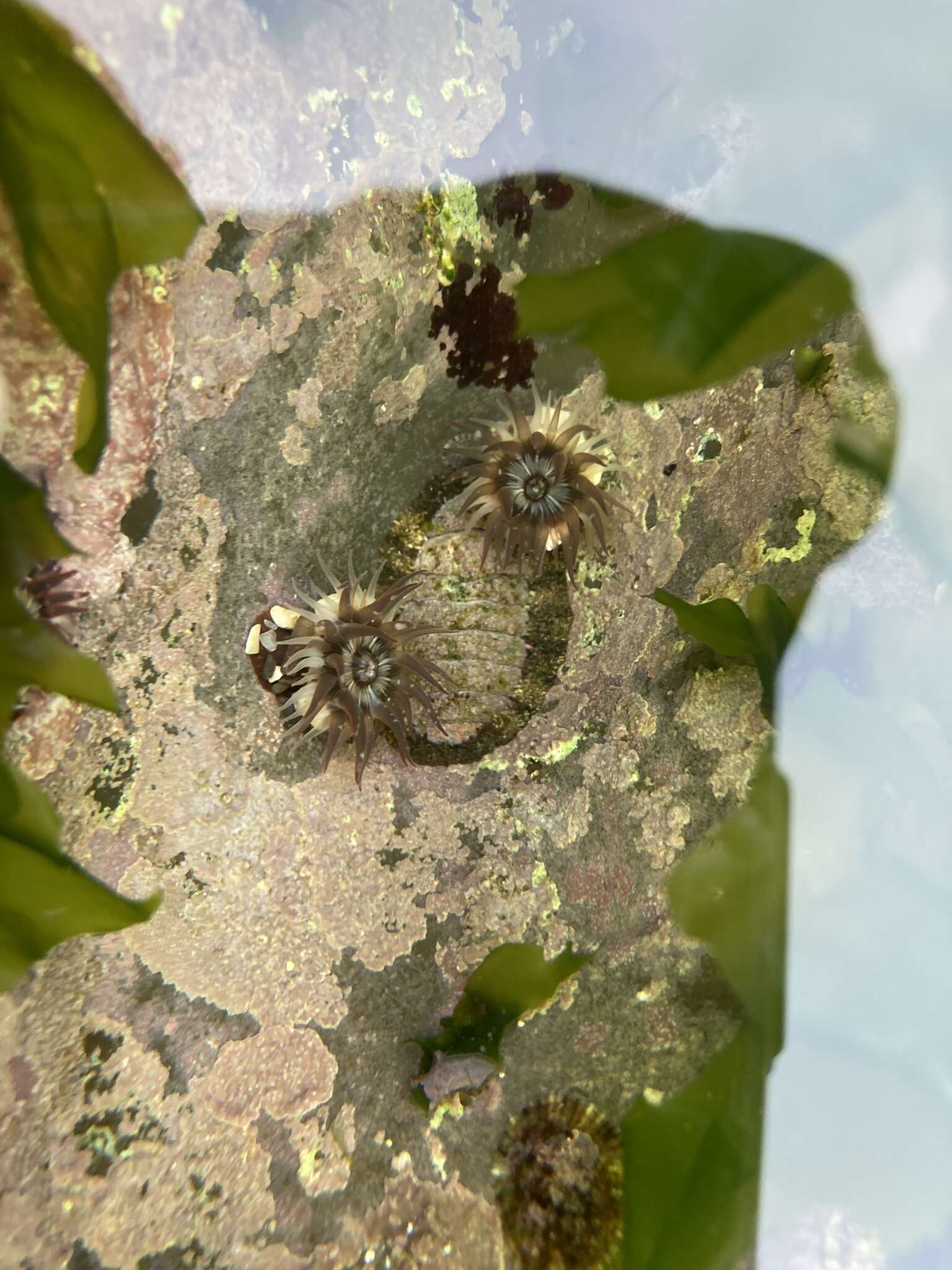 Image of Anthopleura nigrescens (Verrill 1928)