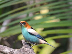 Image of Black-backed Tanager