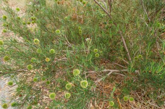 Image of Ricinocarpos pinifolius Desf.