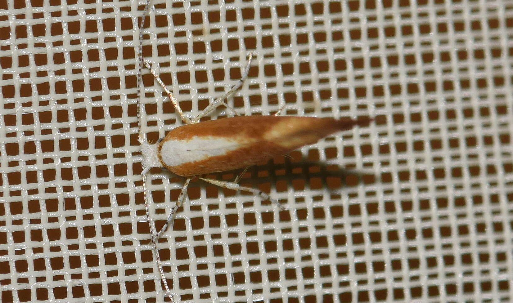 Imagem de Argyresthia albistria Haworth 1828