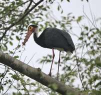 Image of Storm's Stork