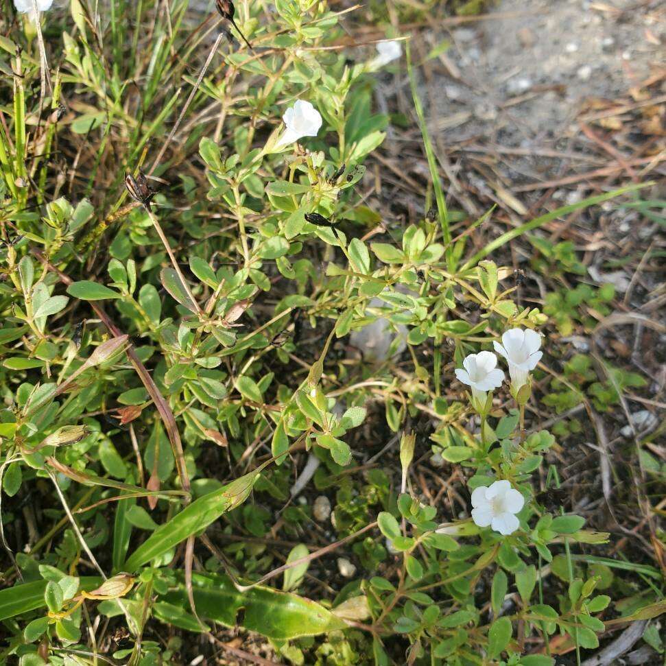 Mecardonia acuminata subsp. peninsularis (Pennell) R. A. Rossow resmi