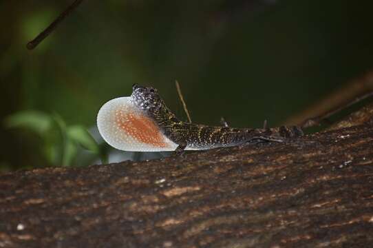 Image of Bueycito Anole