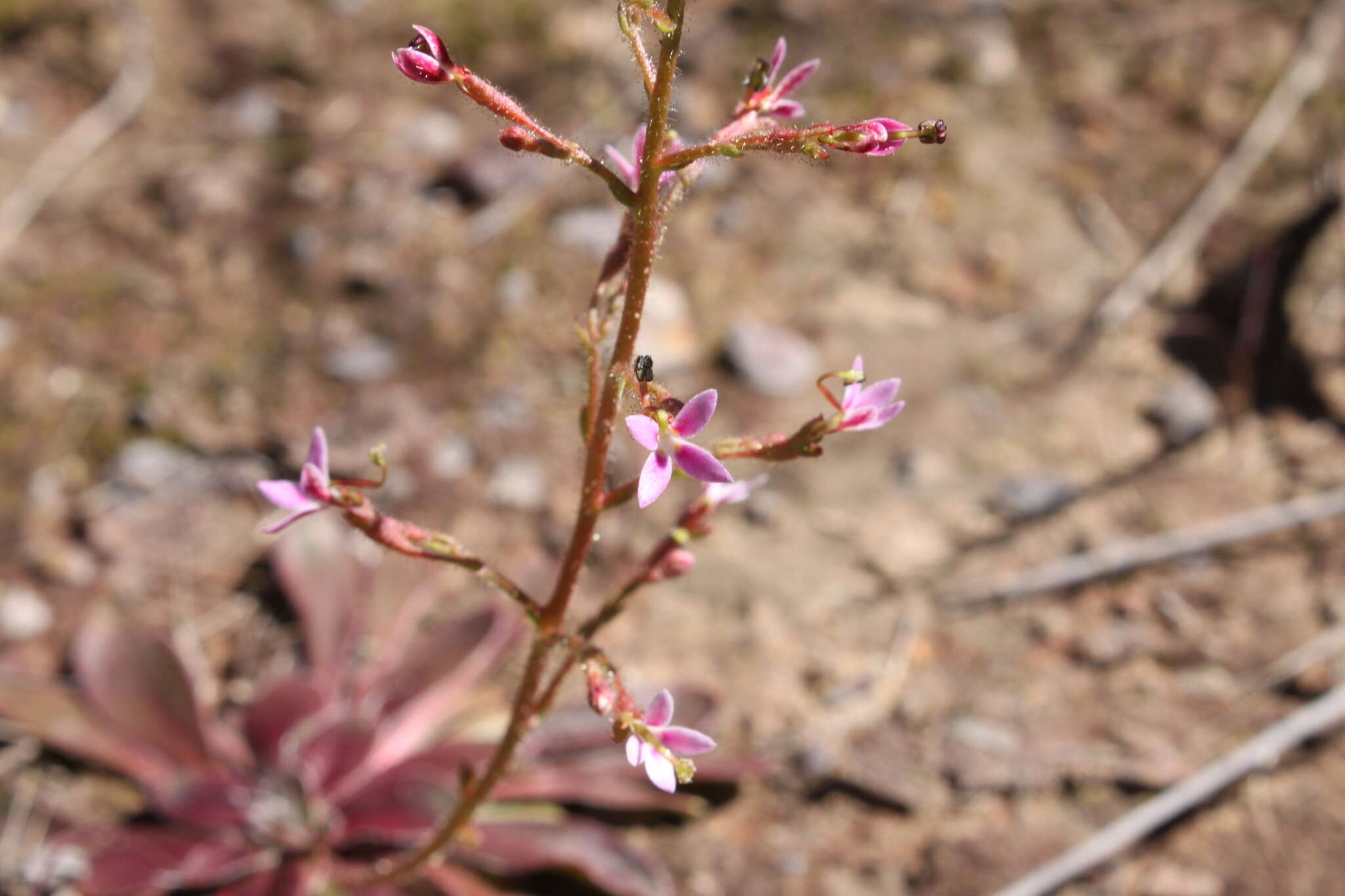 Stylidium eriorrhizum R. Br. resmi