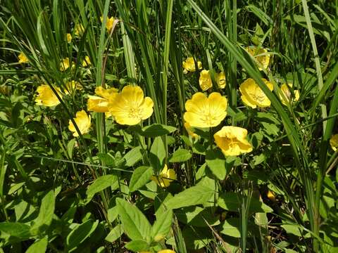 Oenothera pilosella Raf.的圖片