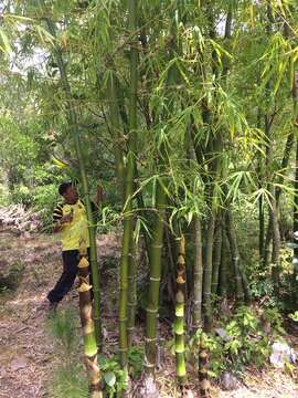 Bambusa vulgaris Schrad. ex J. C. Wendl. resmi