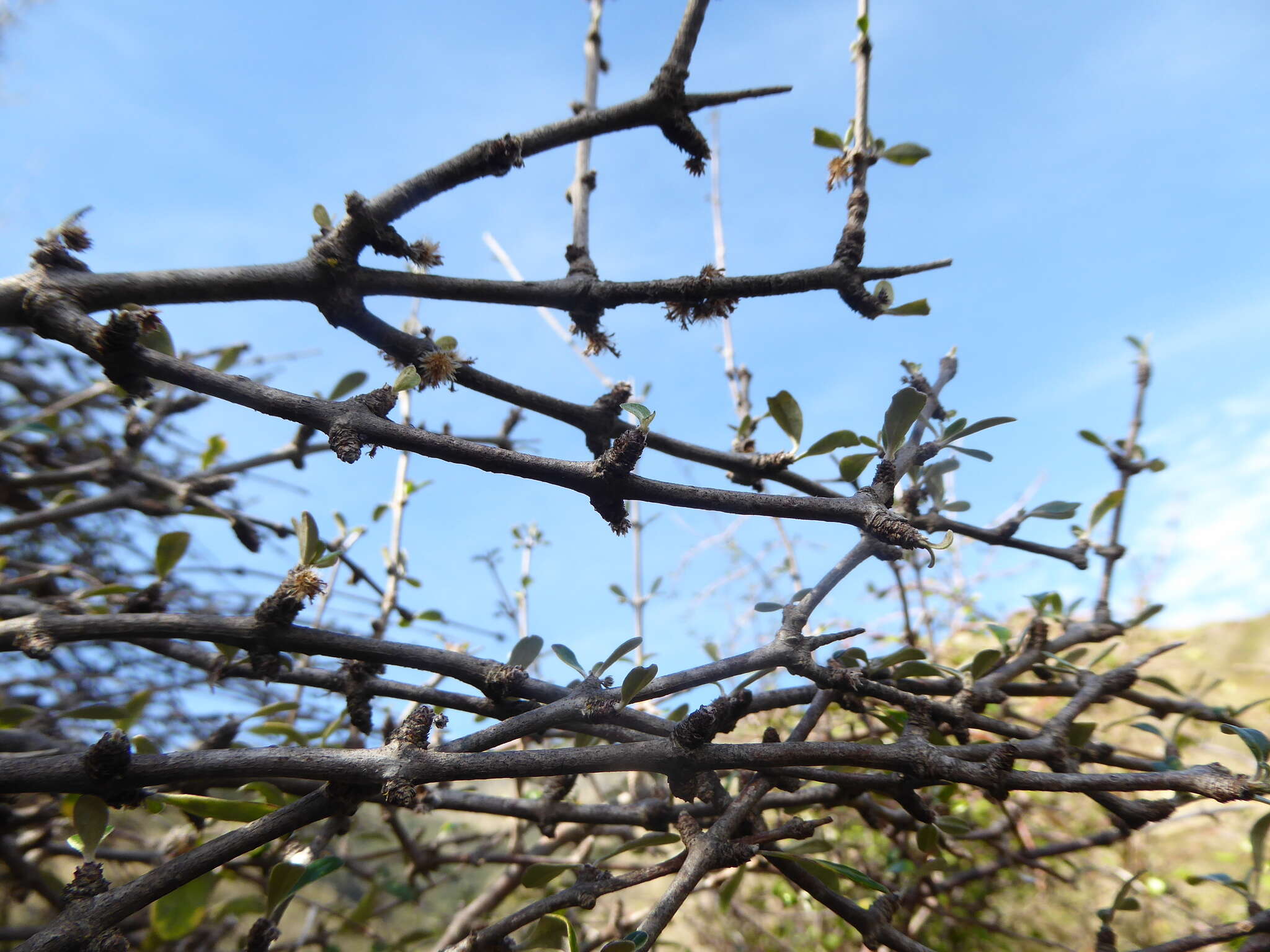 Image of Olearia fimbriata M. Heads