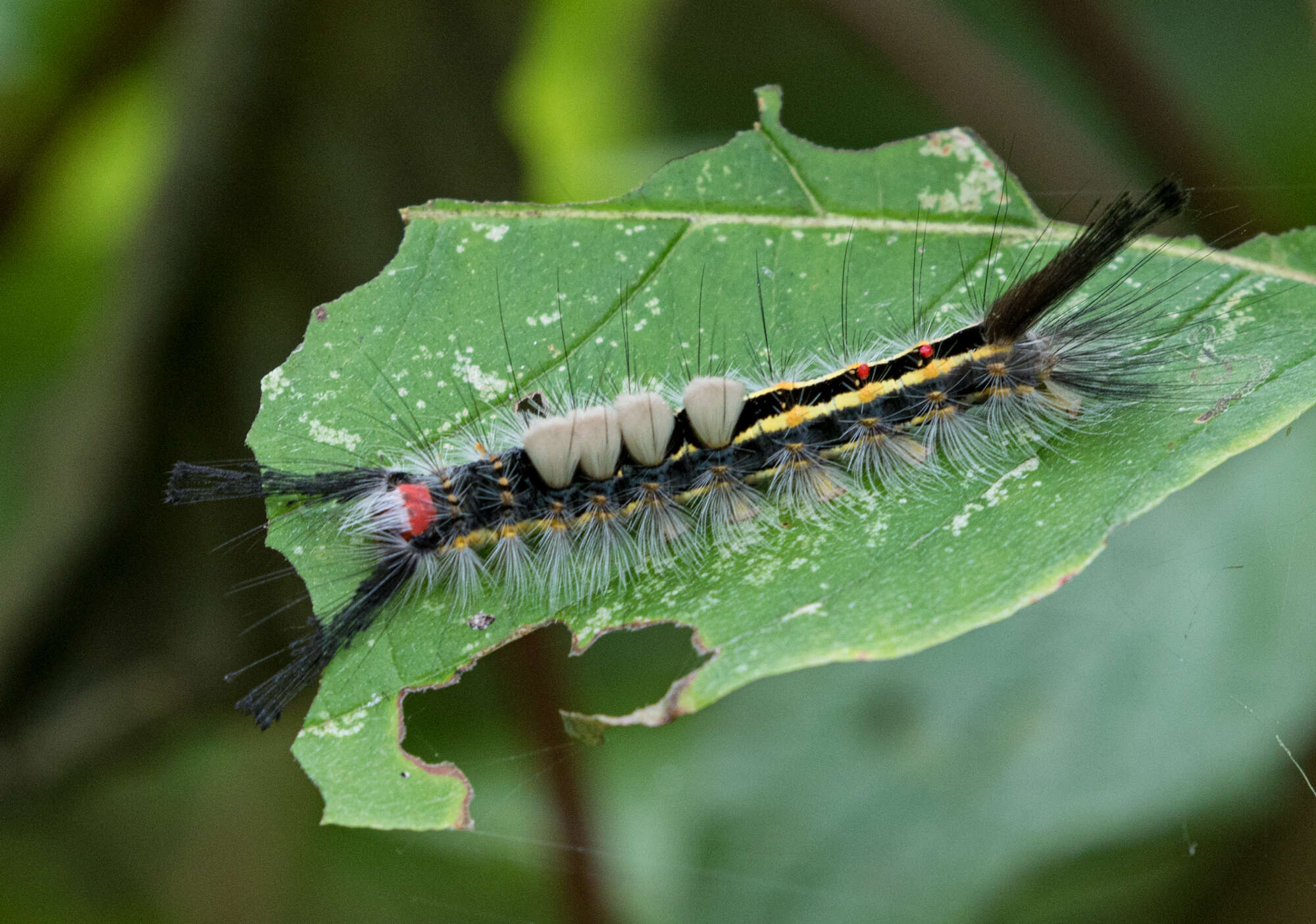 Image of <i>Orgyia leucostigma</i> var. <i>intermedia</i> Fitch