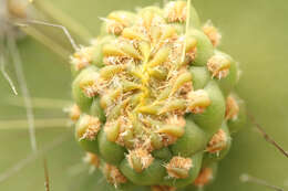 Image of Opuntia galapageia var. galapageia