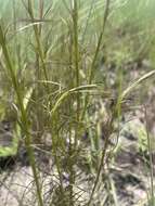 Image of Sopubia mannii var. tenuifolia (Engl. & Gilg) Hepper