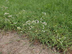 Imagem de Limonium sinense (Girard) Kuntze