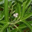 Image of Jatropha heynei N. P. Balakr.