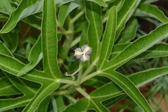 Image of Jatropha heynei N. P. Balakr.