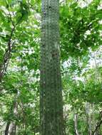 Image of Cephalocereus nudus