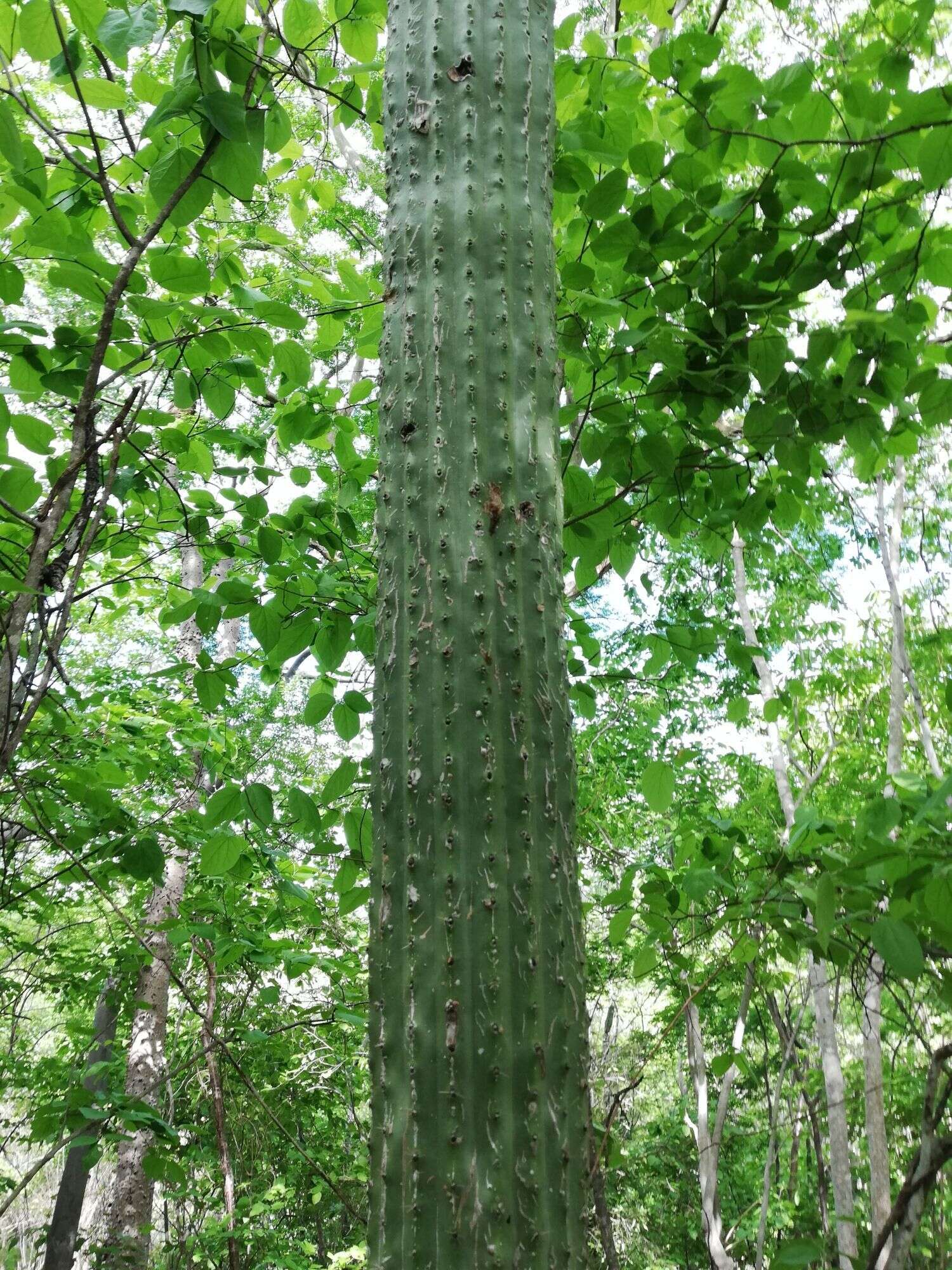 Image of Cephalocereus nudus