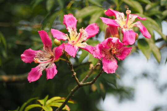 Image of Ceiba speciosa (A. St.-Hil., A. Juss. & Cambess.) P. Ravenna