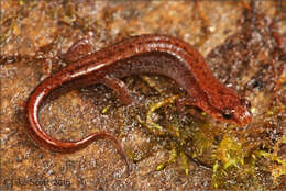 Image of Seepage Salamander