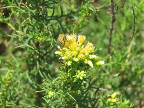 Imagem de Isocoma coronopifolia (A. Gray) Greene