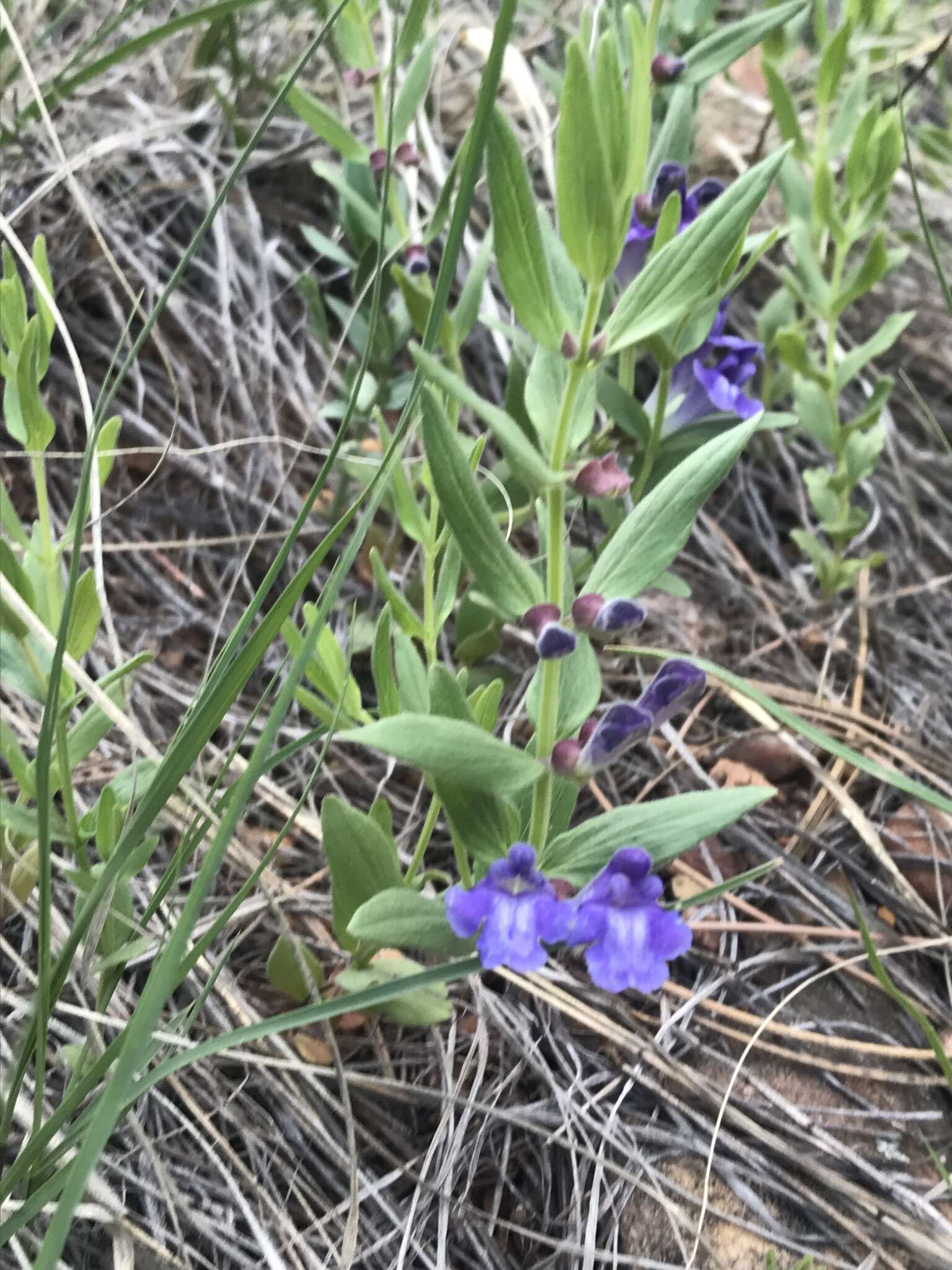 Image de Scutellaria brittonii Porter