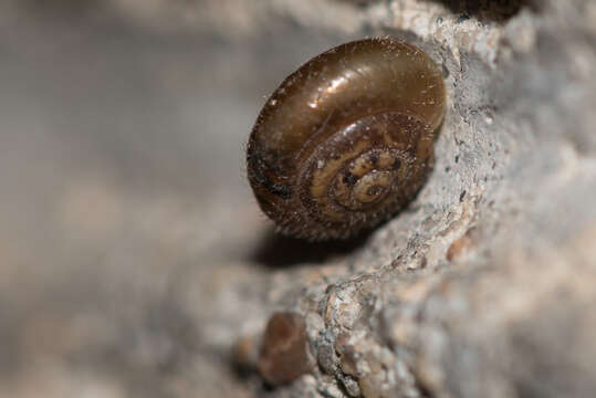 Image of Hairy Snail