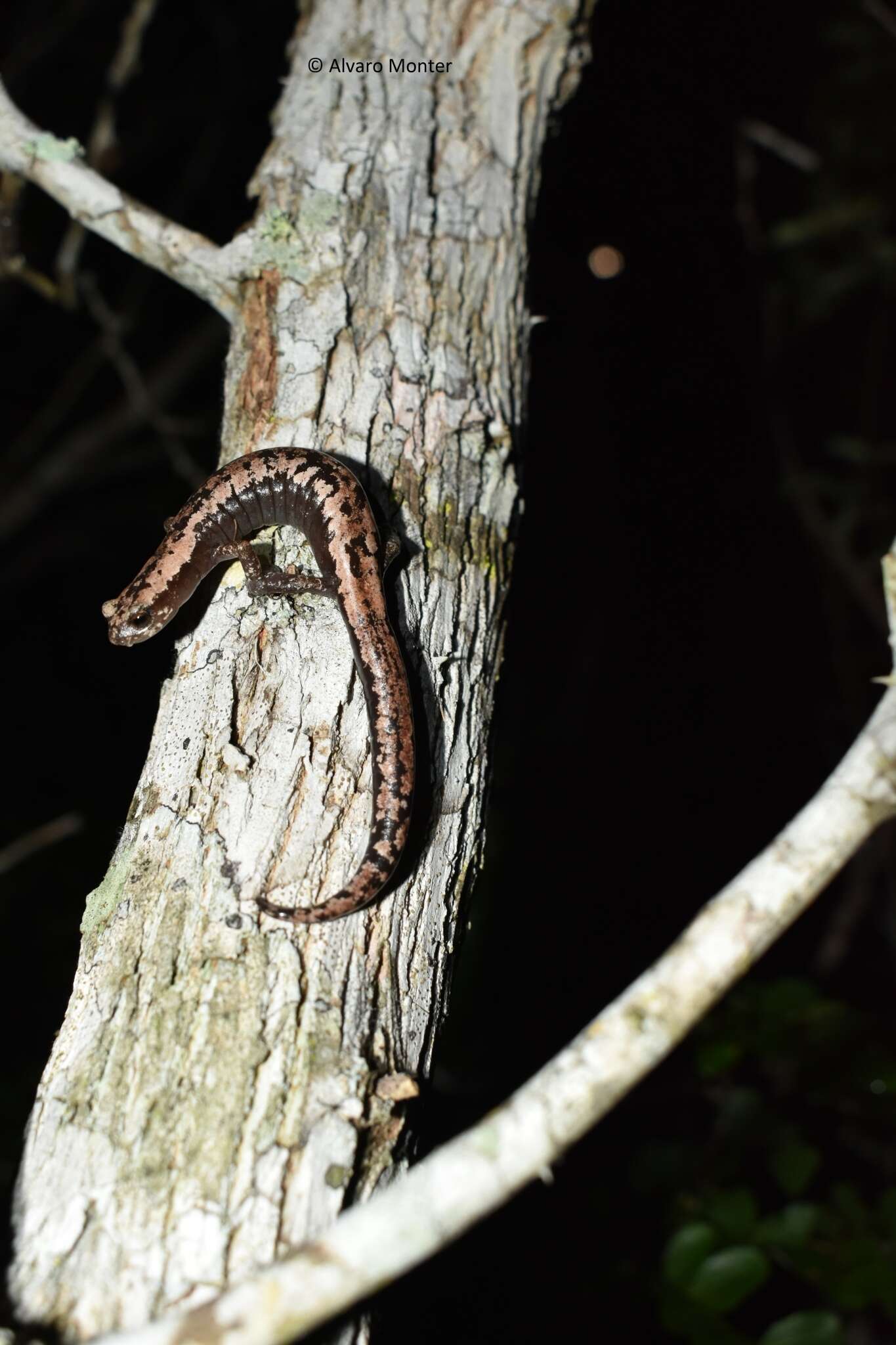 Image of Yucatan Mushroomtongue Salamander