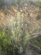 Imagem de Leucadendron rubrum Burm. fil.