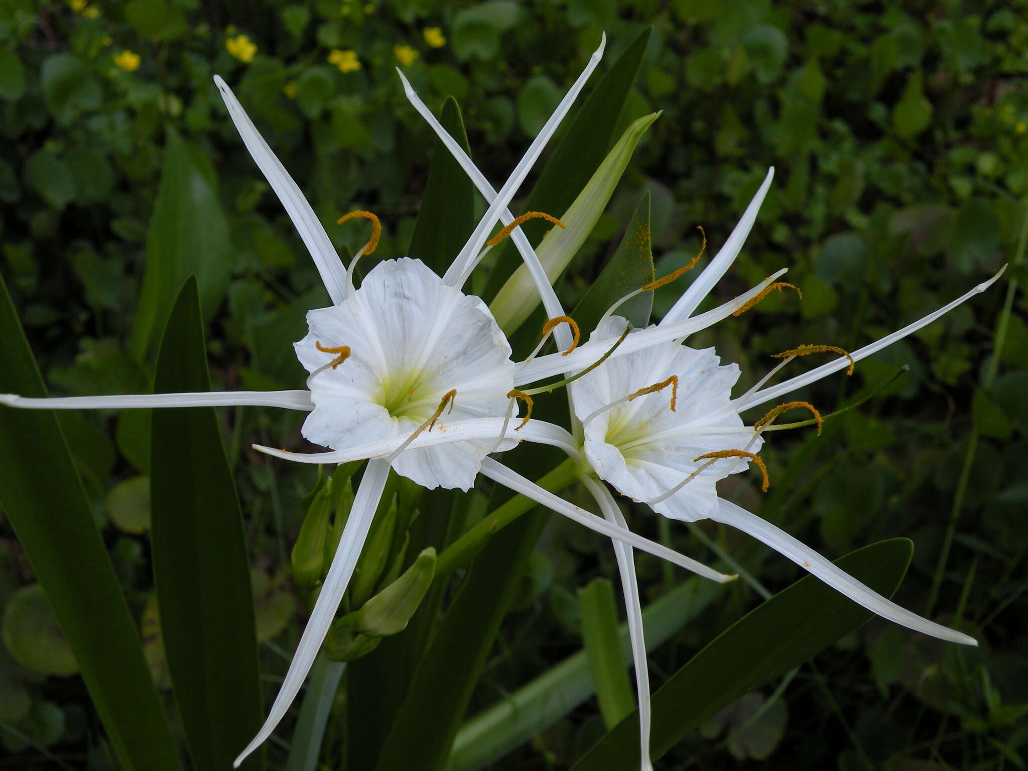 Image of spring spiderlily