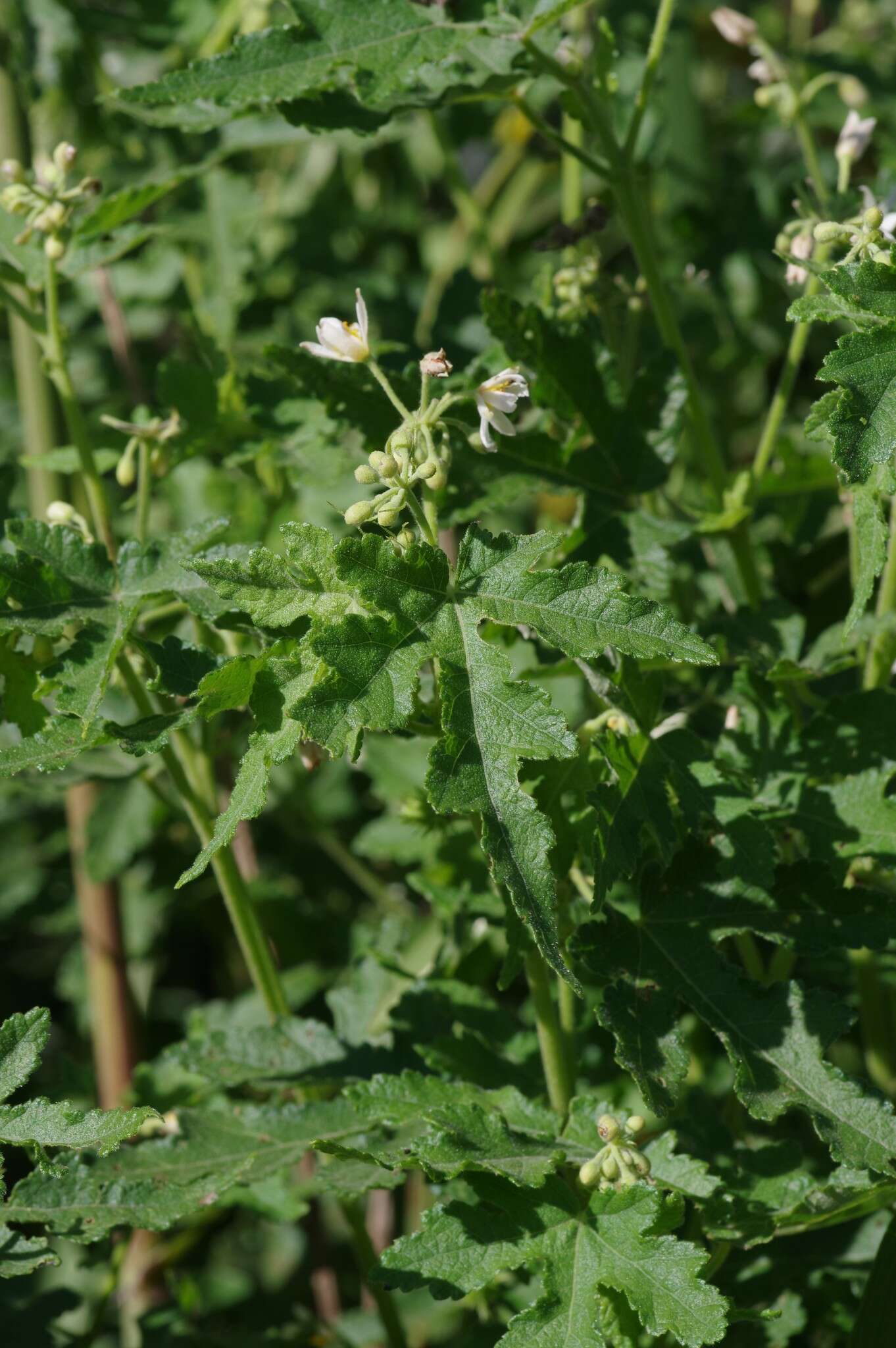 Image of Mountain stock-rose