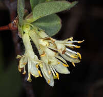 Imagem de Lonicera caerulea var. cauriana (Fern.) Boivin