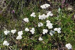 Слика од Achillea erba-rotta All.