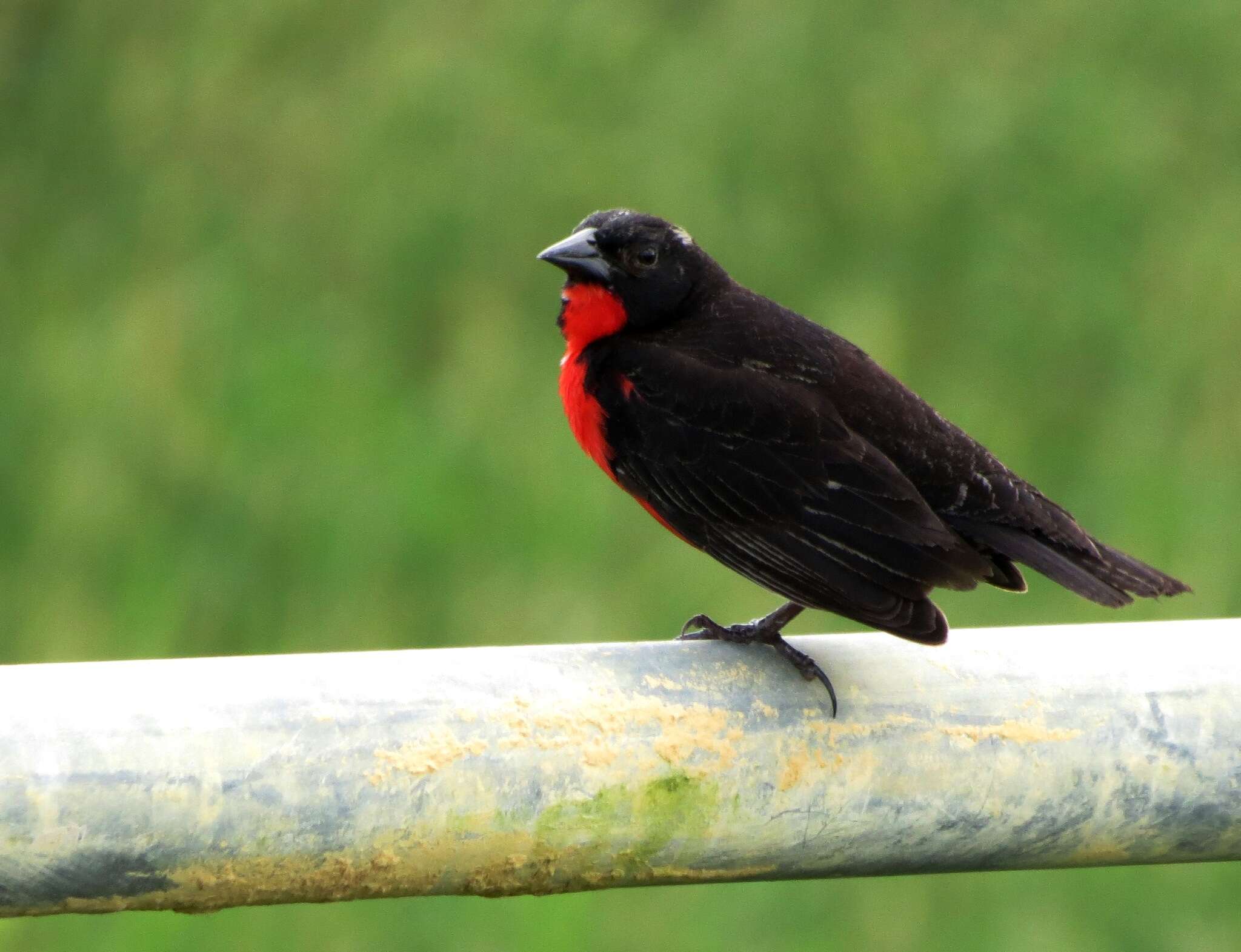 Leistes militaris (Linnaeus 1758) resmi